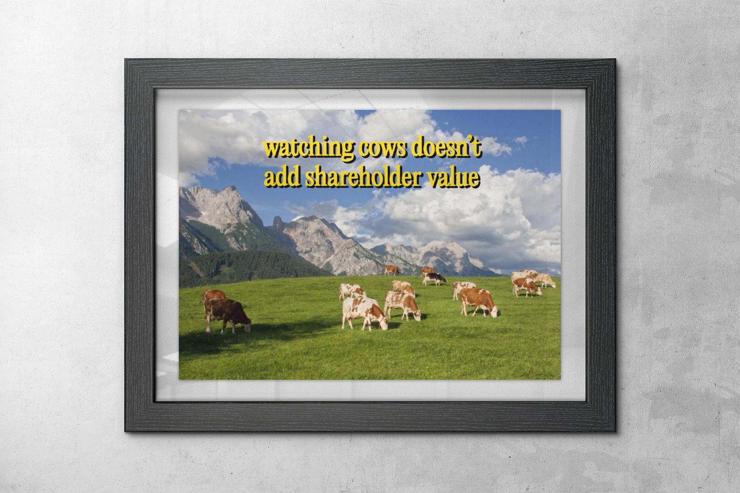 "watching cows"